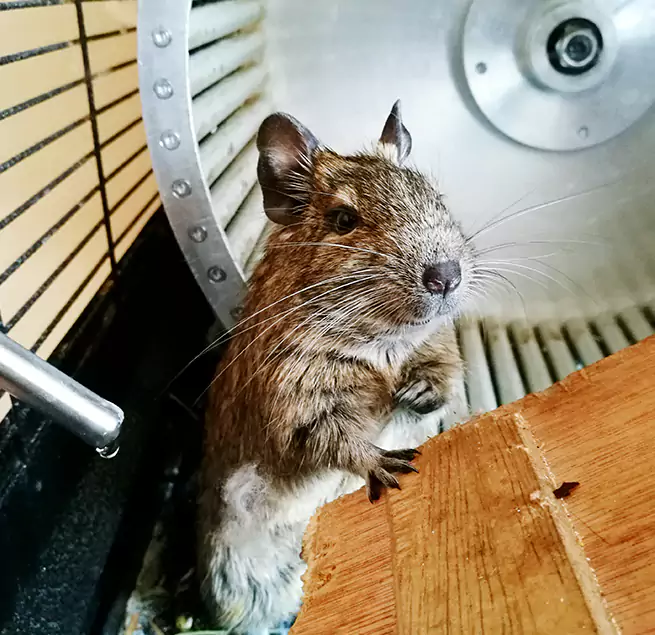 Why Homeowners & Businesses Trust Us Mount Prospect, IL